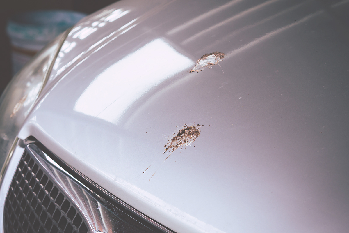 Bird Poop Car Paint Preventing Removing Repairing Paint Damage